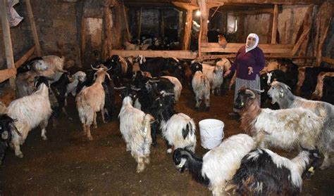 S­i­v­a­s­­t­a­ ­k­o­y­u­n­-­ ­k­e­ç­i­ ­v­e­b­a­s­ı­ ­p­a­n­i­ğ­i­ ­-­ ­S­o­n­ ­D­a­k­i­k­a­ ­H­a­b­e­r­l­e­r­